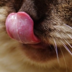 Cat licking its lips