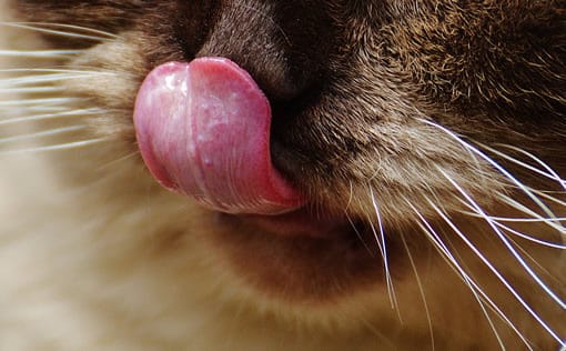 Cat licking its lips